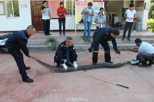 修公路现百岁蟒蛇