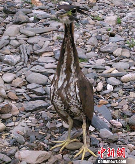 四川现最神秘鸟海南虎斑鳽