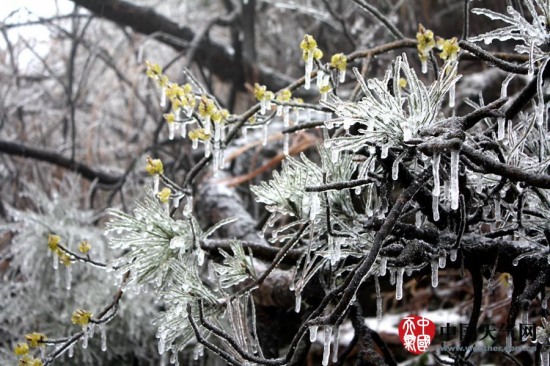 广西寒潮影响 三月雨雪冰挂