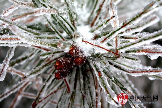 广西寒潮影响 三月雨雪冰挂