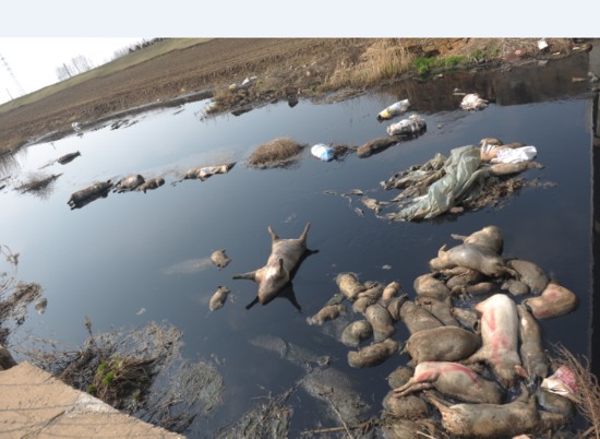 河道现40头死猪