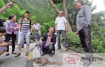 小区窜出穿山甲