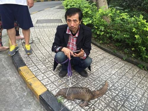 重庆小区窜出穿山甲