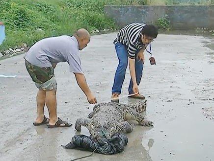 浙江路边现食人鳄