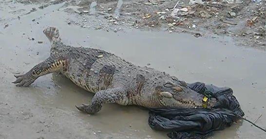 浙江路边现食人鳄