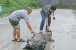 浙江路边现食人鳄 已经死了的暹罗鳄