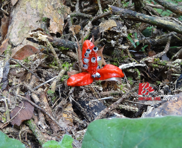 奇花现炎陵神农谷