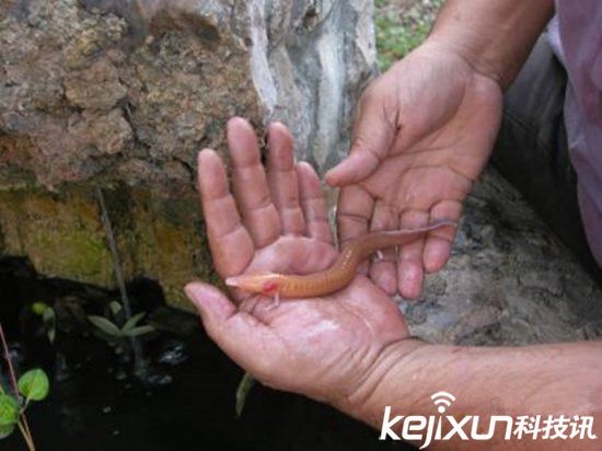 男子发现像龙生物