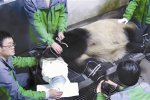 熊猫母女死亡续 大熊猫死亡未必公布