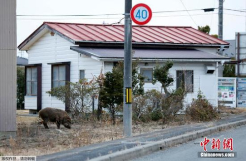 野猪引发民众恐慌