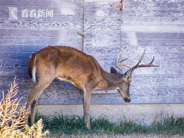 僵尸鹿蔓延北美