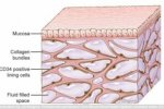 科学家发现新器官间质组织