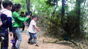 孔雀遭拔毛成公鸡