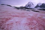 南极出现西瓜雪 粉红色雪加速融化