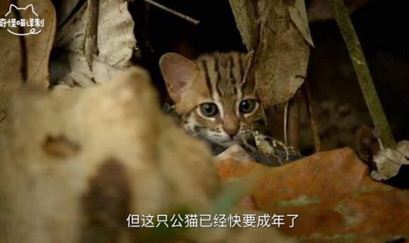 成年的锈斑豹猫跟普通家猫幼崽差不多大