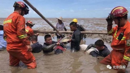 12头疑似鲸豚搁浅浙江海域