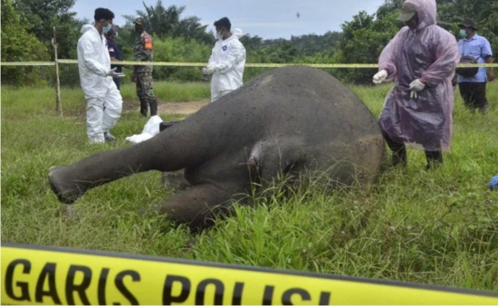 已经对大象的死亡展开了偷猎调查