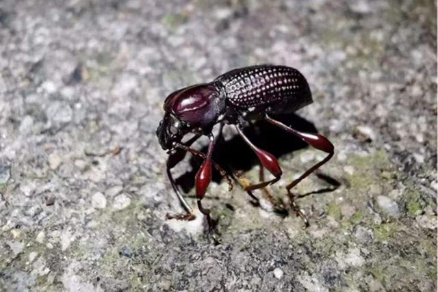 福建发现全球新物种 天宝岩肿腿迷甲昆虫