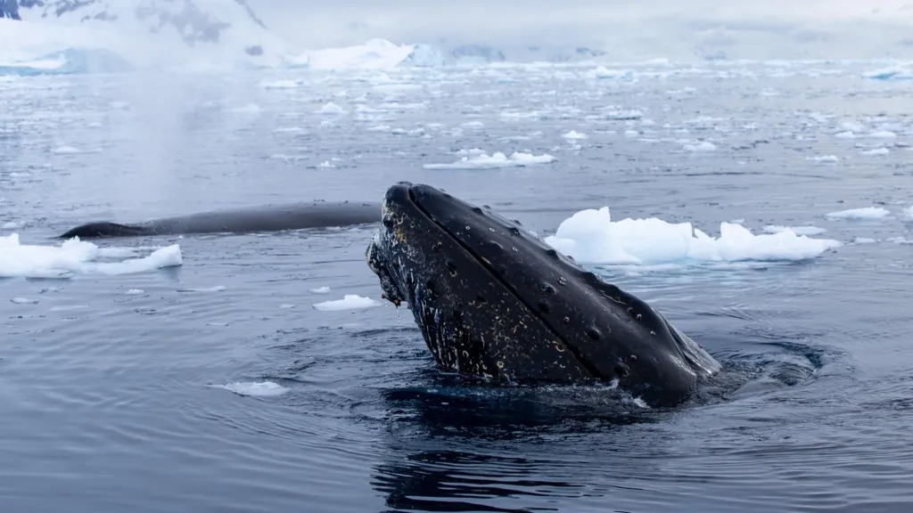 座头鲸从热带迁徙数千公里到南极洲冰冷的水域-每天以超过一吨的磷虾为食