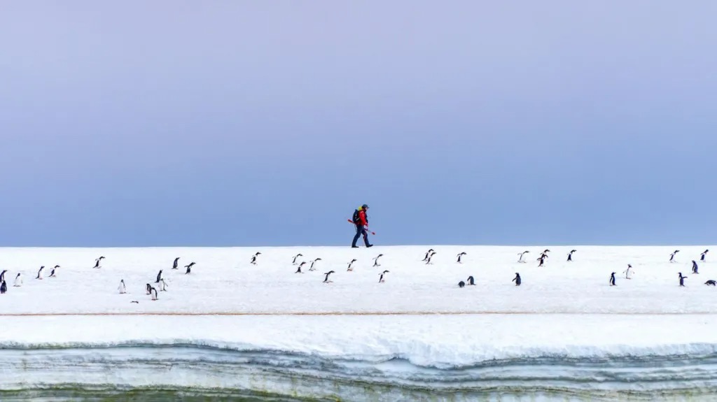 埃莉·吉尔林(EllyGearing)一位旅游探险导游在企鹅的包围下漫步穿越南极景观埃莉·吉尔林