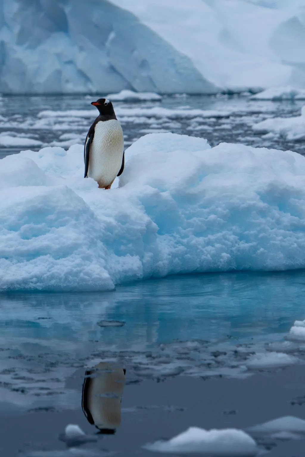 一只企鹅站在南极洲的浮冰上埃莉·吉尔林，企鹅、海豹、鱼类和海鸟都以冰冷的南极水域中的磷虾为食
