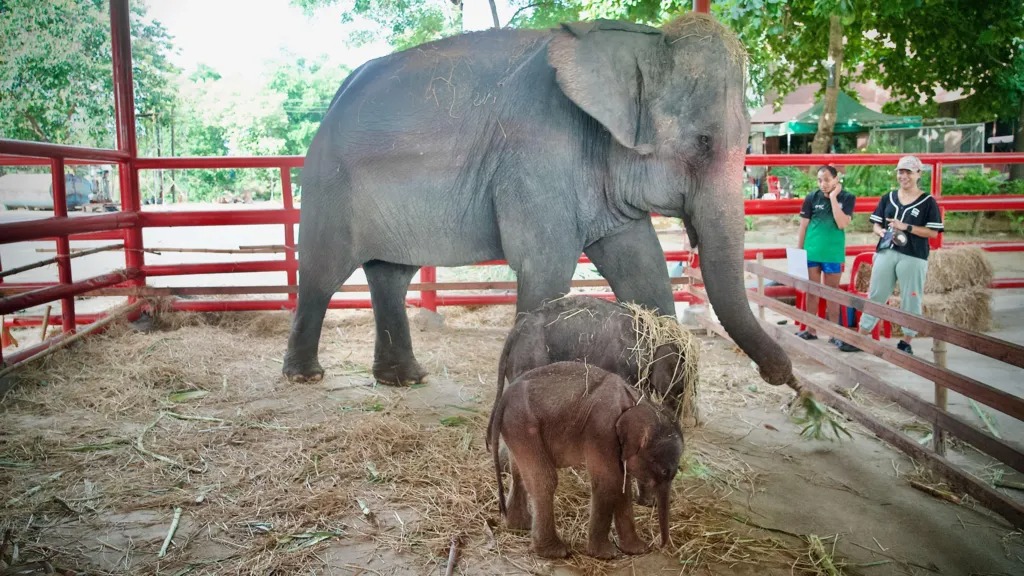 泰国罕见双胞胎大象诞生“奇迹”