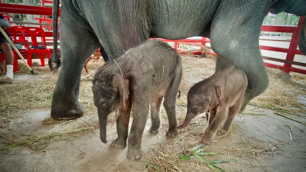 泰国双胞胎大象