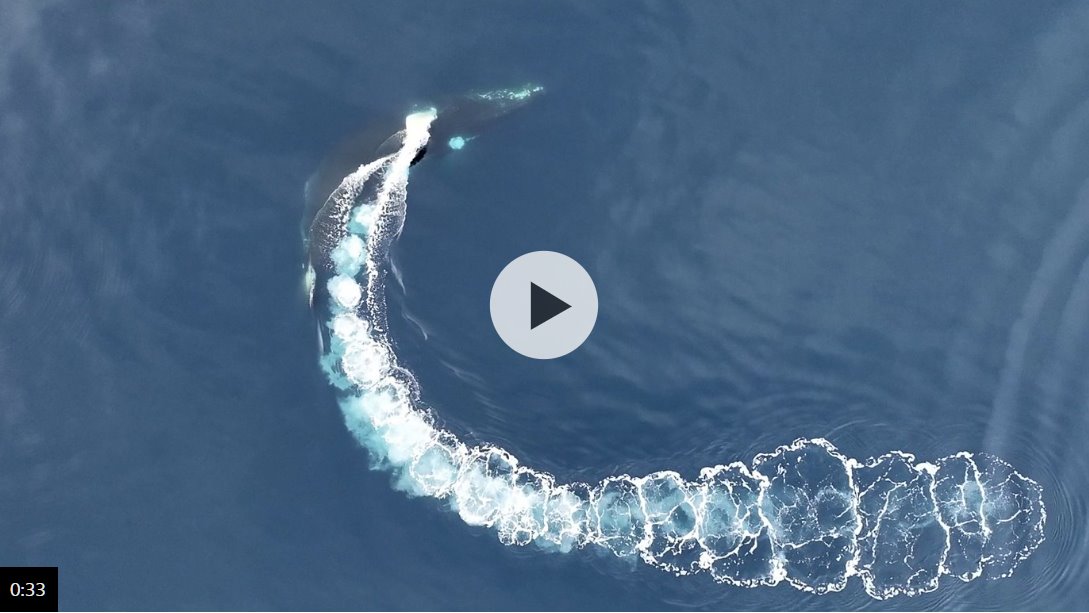 座头鲸展示了它的“杂技”技巧，它创造了一个气泡网来捕获磷虾