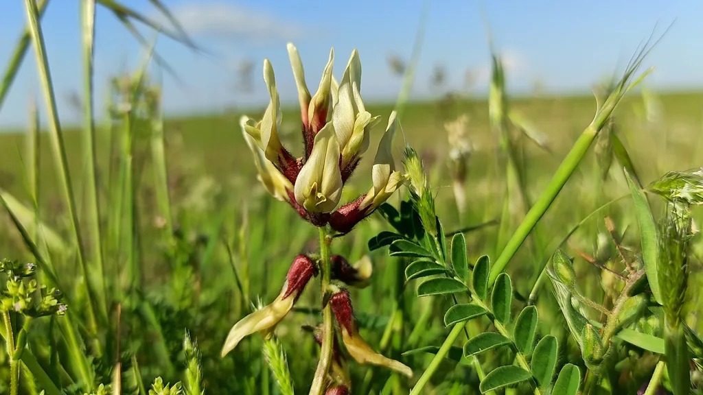 Gond katira源自2,000多种黄芪属植物的干燥汁液